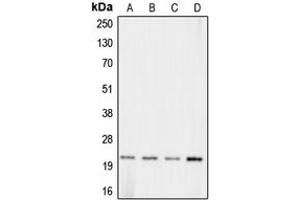 Western blot analysis of Claudin 11 expression in HeLa (A), Raw264. (Claudin 11 抗体  (C-Term))