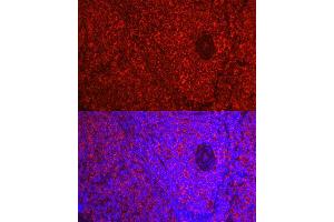 Immunofluorescence analysis of Rat spleen using  antibody ( ABIN7265502) at dilution of 1:50 (40x lens). (ADRB1 抗体  (AA 150-250))