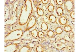 Immunohistochemistry of paraffin-embedded human kidney tissue using ABIN7161015 at dilution of 1:100 (NOXA1 抗体  (AA 150-313))