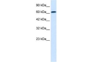Western Blotting (WB) image for anti-PC4 and SFRS1 Interacting Protein 1 (PSIP1) antibody (ABIN2461013) (PSIP1 抗体)