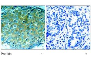 Image no. 1 for anti-P21-Activated Kinase 1 (PAK1) (Thr212) antibody (ABIN197365) (PAK1 抗体  (Thr212))