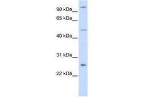 Image no. 1 for anti-TNF Receptor-Associated Factor 4 (TRAF4) (AA 144-193) antibody (ABIN6741491) (TRAF4 抗体  (AA 144-193))