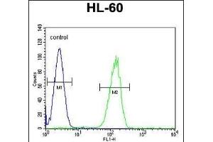 GP Antibody (N-term) (ABIN655207 and ABIN2844821) flow cytometric analysis of HL-60 cells (right histogram) compared to a negative control cell (left histogram). (GPR142 抗体  (N-Term))