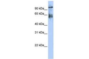 Image no. 1 for anti-Zinc Finger Protein 43 (ZNF43) (AA 359-408) antibody (ABIN6742241) (ZNF43 抗体  (AA 359-408))