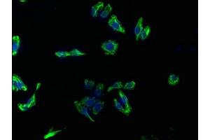 Immunofluorescence staining of HepG2 cells with ABIN7154269 at 1:133, counter-stained with DAPI. (Glypican 3 抗体  (AA 346-550))