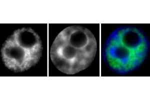 RNA pol II phospho Ser2 antibody (mAb) (Clone 3E7C7) tested by Immunofluorescence. (Rpb1 CTD 抗体  (Ser2))