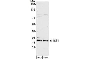 anti-Immature Colon Carcinoma Transcript 1 (ICT1) (AA 156-206) antibody