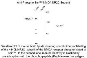 Image no. 1 for anti-Glutamate Receptor, Ionotropic, N-Methyl D-Aspartate 2c (GRIN2C) (pSer1096) antibody (ABIN956763) (GRIN2C 抗体  (pSer1096))
