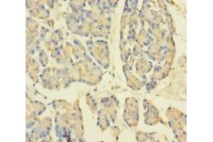 Immunohistochemistry of paraffin-embedded human pancreatic tissue using ABIN7149501 at dilution of 1:100 (APPL1 抗体  (AA 214-495))