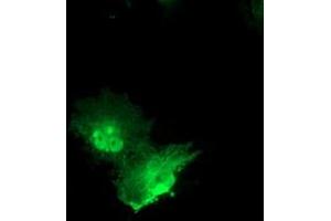 Anti-PNMT mouse monoclonal antibody (ABIN2454540) immunofluorescent staining of COS7 cells transiently transfected by pCMV6-ENTRY PNMT (RC206586). (PNMT 抗体)