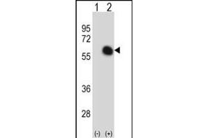 Western blot analysis of GATA2 (arrow) using rabbit polyclonal GATA2 Antibody (C-term) (ABIN390740 and ABIN2841005). (GATA2 抗体  (C-Term))
