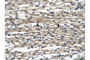 Image no. 1 for anti-Mediator Complex Subunit 16 (MED16) (AA 749-798) antibody (ABIN202941) (MED16 抗体  (AA 749-798))