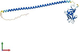Protein Structure (PS) image for Oxidized Low Density Lipoprotein (Lectin-Like) Receptor 1 (OLR1) (AA 1-273) protein (His tag) (ABIN7554859)