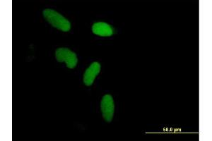 Immunofluorescence of purified MaxPab antibody to ZNF433 on HeLa cell. (ZNF433 抗体  (AA 1-638))