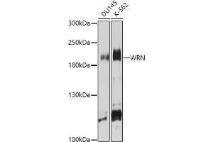 Western blot analysis of extracts of various cell lines, using WRN antibody (ABIN6130799, ABIN6150263, ABIN6150264 and ABIN6222581) at 1:1000 dilution. (RECQL2 抗体  (AA 1223-1432))