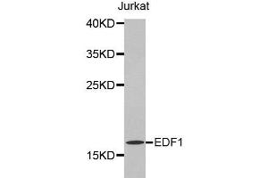 Western Blotting (WB) image for anti-Endothelial Differentiation Related Factor 1 (EDF1) antibody (ABIN1872420) (EDF1 抗体)