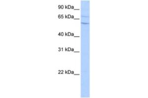 Western Blotting (WB) image for anti-Carboxypeptidase N Subunit 2 (CPN2) antibody (ABIN2463477) (CPN2 抗体)