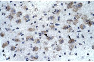 Immunohistochemistry (IHC) image for anti-Potassium Voltage-Gated Channel, Subfamily H (Eag-Related), Member 5 (KCNH5) (N-Term) antibody (ABIN2776313)