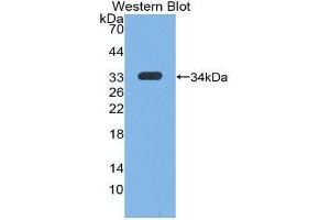 Western Blotting (WB) image for anti-Insulin-Like Growth Factor 1 (IGF1) (AA 49-118) antibody (ABIN1078195) (IGF1 抗体  (AA 49-118))