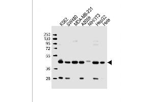 Western Blot at 1:2000 dilution Lane 1: K562 whole cell lysate Lane 2: SW480 whole cell lysate Lane 3: MDA-MB-231 whole cell lysate Lane 4: A2058 whole cell lysate Lane 5: NIH/3T3 whole cell lysate Lane 6: HepG2 whole cell lysate Lane 7: Hela whole cell lysate Lysates/proteins at 20 ug per lane.