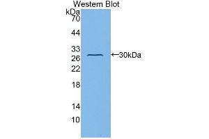 Western Blot; Sample: Recombinant protein. (Fibulin 1 抗体  (AA 176-398))