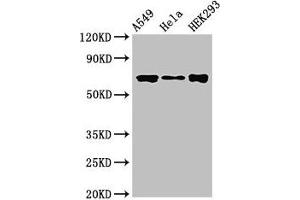 Western Blot Positive WB detected in: A549 whole cell lysate, Hela whole cell lysate, HEK293 whole cell lysate All lanes: CRTC1 antibody at 3. (CRTC1 抗体  (AA 1-248))