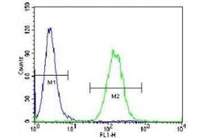 Vimentin antibody flow cytometric analysis of A549 cells (right histogram) compared to a negative control (left histogram).