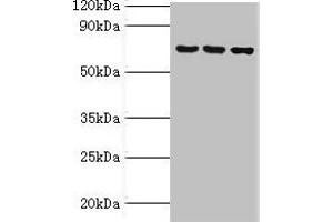 Western blot All lanes: ABCF2 antibody at 4 μg/mL Lane 1: 293T whole cell lysate Lane 2: Hela whole cell lysate Lane 3: NIH/3T3 whole cell lysate Secondary Goat polyclonal to rabbit IgG at 1/10000 dilution Predicted band size: 72, 73 kDa Observed band size: 72 kDa (ABCF2 抗体  (AA 1-250))
