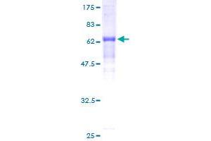 OBFC1 Protein (AA 1-368) (GST tag)