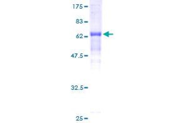 OBFC1 Protein (AA 1-368) (GST tag)