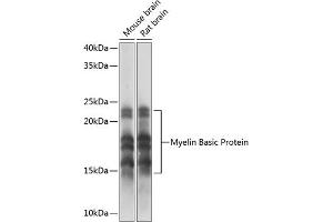 Western blot analysis of extracts of various cell lines, using Myelin Basic Protein Rabbit mAb (ABIN7268431) at 1:1000 dilution. (MBP 抗体)