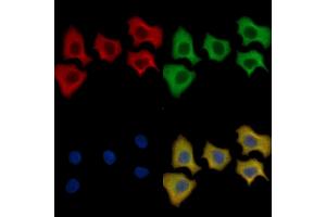 LRP6 Mouse Monoclonal Antibody staining HepG2 cells by IF/ICC. (LRP6 抗体  (C-Term))