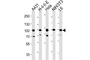 HSP90AB1 Antibody (C-term) (ABIN652406 and ABIN2841984) western blot analysis in A431,H-4-II-E,Hela,mouse NIH/3T3,rat L6 cell line lysates (35 μg/lane). (HSP90AB1 抗体  (C-Term))