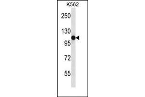 Western blot analysis of SEMA4C Antibody (C-term) Cat. (SEMA4C 抗体  (C-Term))