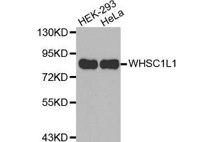 Western blot analysis of extracts of various cell lines, using WHSC1L1 antibody. (WHSC1L1 抗体)