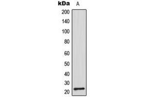Western blot analysis of CDC42EP2 expression in A549 (A) whole cell lysates.