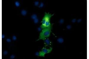 Immunofluorescence (IF) image for anti-Quinolinate Phosphoribosyltransferase (QPRT) antibody (ABIN1500531) (QPRT 抗体)