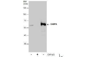 Immunoprecipitation (IP) image for anti-GA Binding Protein Transcription Factor, alpha Subunit 60kDa (GABPA) (Internal Region) antibody (ABIN2855427)