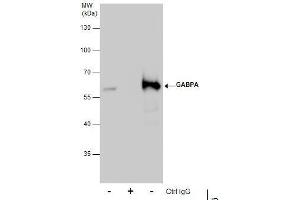 IP Image Immunoprecipitation of GABPA protein from 293T whole cell extracts using 5 μg of GABPA antibody [N2C2], Internal, Western blot analysis was performed using GABPA antibody [N2C2], Internal, EasyBlot anti-Rabbit IgG  was used as a secondary reagent. (GABPA 抗体  (Internal Region))