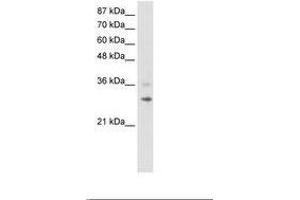 Image no. 1 for anti-Ring Finger Protein 113B (RNF113B) (C-Term) antibody (ABIN202239) (RNF113B 抗体  (C-Term))