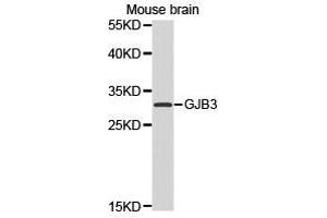 Western Blotting (WB) image for anti-Gap Junction Protein, beta 3, 31kDa (GJB3) antibody (ABIN1872823) (Connexin 31 抗体)