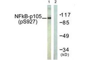 Western blot analysis of extracts from HeLa cells treated with LPS 100ng/ml 30', using NF-kappaB p105/p50 (Phospho-Ser927) Antibody. (NFKB1 抗体  (pSer927))