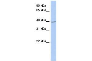 WB Suggested Anti-IKBKG Antibody Titration: 0. (IKBKG 抗体  (N-Term))