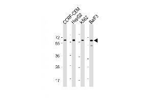 All lanes : Anti-Dyrk2 Antibody (C-term) at 1:2000 dilution Lane 1: CCRF-CEM whole cell lysate Lane 2: HepG2 whole cell lysate Lane 3: K562 whole cell lysate Lane 4: Ba/F3 whole cell lysate Lysates/proteins at 20 μg per lane. (DYRK2 抗体  (C-Term))