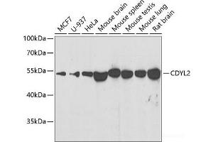 Western blot analysis of extracts of various cell lines using CDYL2 Polyclonal Antibody at dilution of 1:500. (CDYL2 抗体)