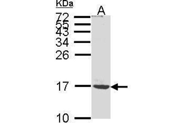 ATP5G1 anticorps  (Center)