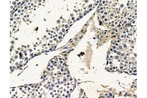 ABIN7096508 and ABIN7100572 at 1/100 staining mouse testis tissue by IHC-P.