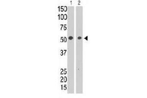 The SIGLEC7 polyclonal antibody  is used in Western blot to detect SIGLEC7 in HL-60 cell lysate (lane 1) and in mouse liver tissue lysate (lane 2) . (SIGLEC7 抗体  (N-Term))