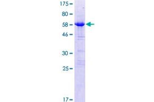 LYSMD2 Protein (AA 1-215) (GST tag)