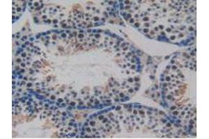 IHC-P analysis of Mouse Testis Tissue, with DAB staining. (CCL8 抗体  (AA 20-94))
